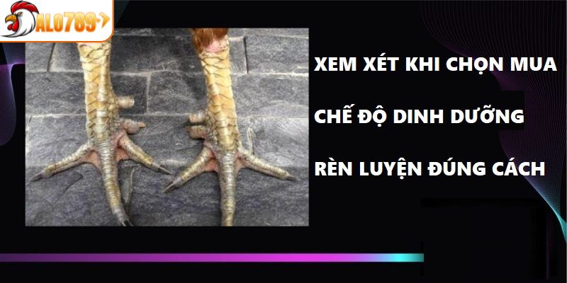 3 yếu tố tạo ra thần kê vảy song cúc 