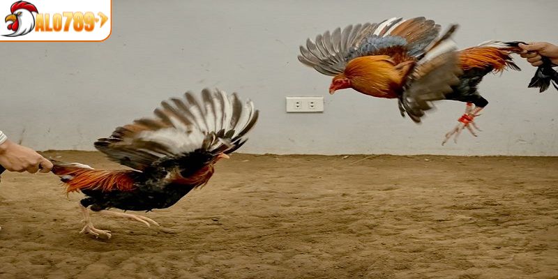 4 bước tham gia cá cược đá gà tre cực dễ
