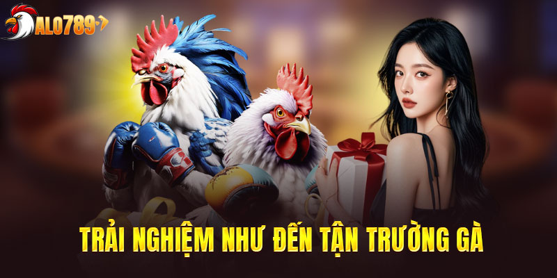 Đường truyền ổn định và chân thật như tại trường gà