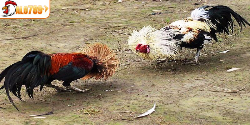 Bí quyết thu lợi nhuận khủng từ cao thủ