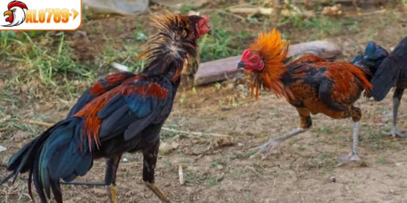 Các thông tin chi tiết trong luật thi đấu đá gà đòn