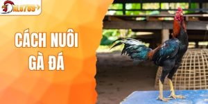 Cách nuôi gà đá