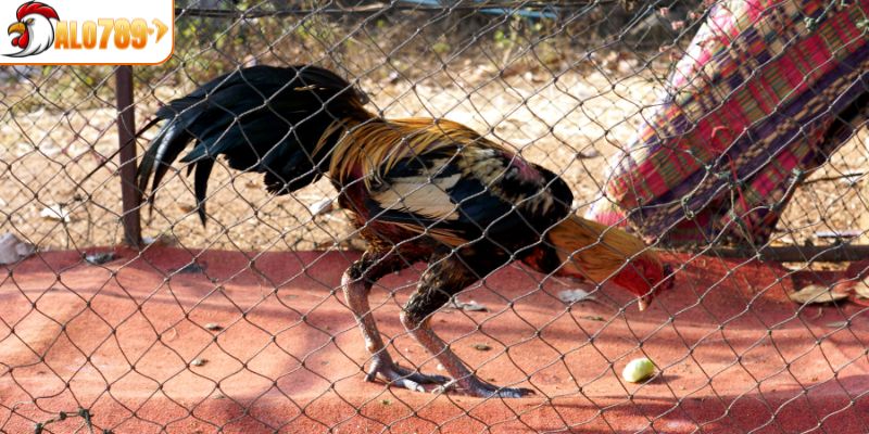 Cách nuôi gà đá đúng giúp duy trì phong độ lâu dài