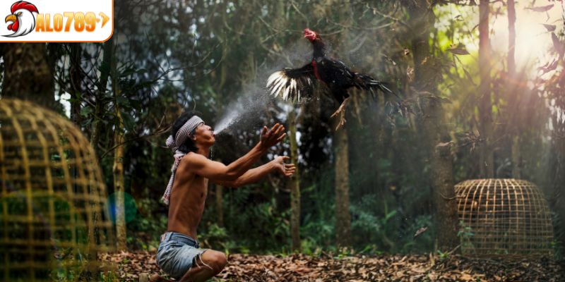 Chiến kê phát triển thể lực cân đối và dẻo dai