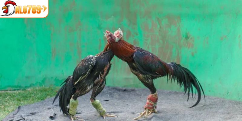 Đa dạng lựa chọn tại sảnh cược đá gà