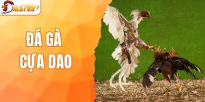đá gà cựa dao