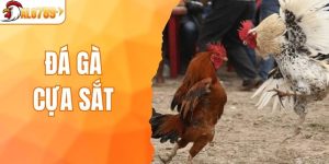 Đá gà cựa sắt