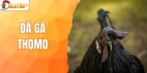 đá gà Thomo