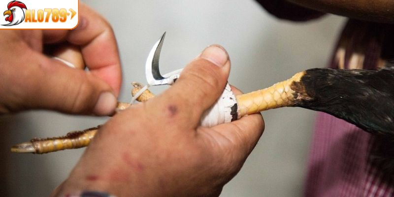 Đặt vào kết quả hòa của trận đá gà cựa sắt