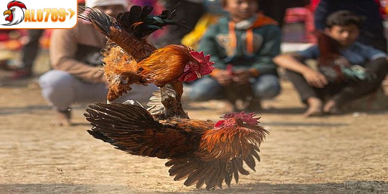 Đôi nét sơ lược về bộ môn đá gà tre tại ALO789