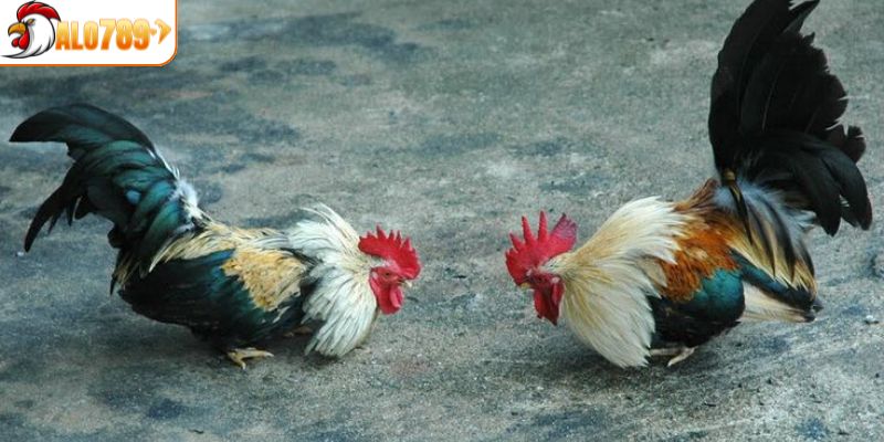 Gà mệnh thủy đặc điểm và cách nhận diện