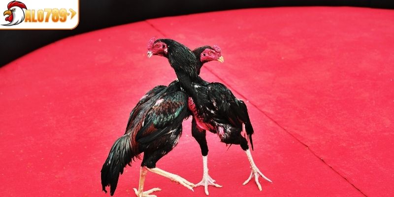 Hình thức cá cược đá gà Thomo không nên bỏ lỡ