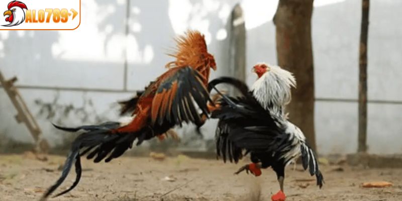 Học mẹo soi kèo để nâng cao cơ hội chiến thắng