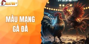 màu mạng gà đá