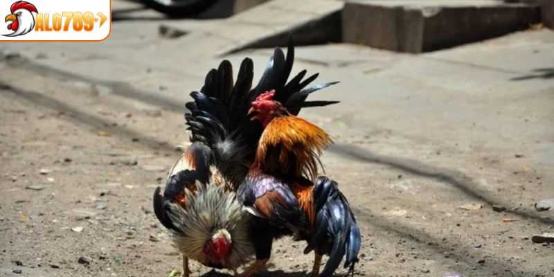 Một số ưu điểm của đá gà đòn hiện đại