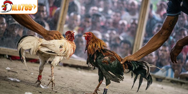 Sảnh đá gà ALO789 quy tụ đông đảo người chơi