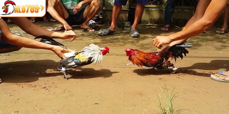Sức hút không thể chối từ của chọi gà tre
