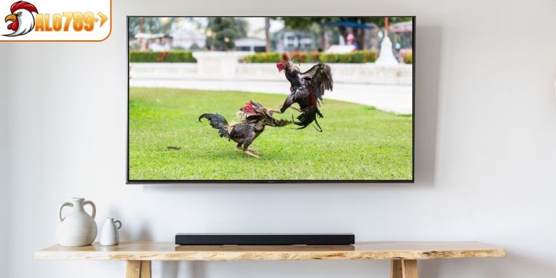 Tận hưởng không khí chân thực như tại trường gà