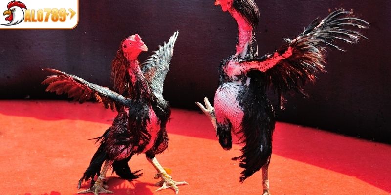 Thời gian diễn ra trận đấu chọi kê từ 10-15p