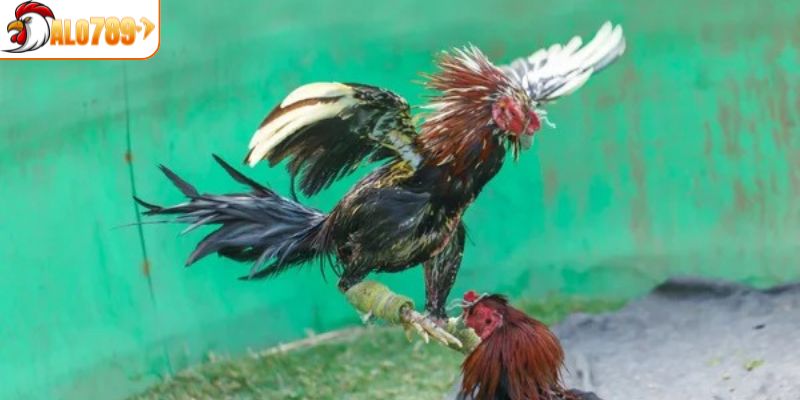 Tìm hiểu về các cửa cược trong đá gà
