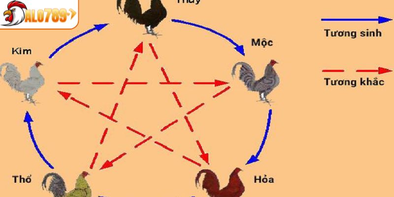 Tìm hiểu về màu mạng gà đá