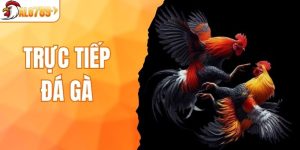 trực tiếp đá gà