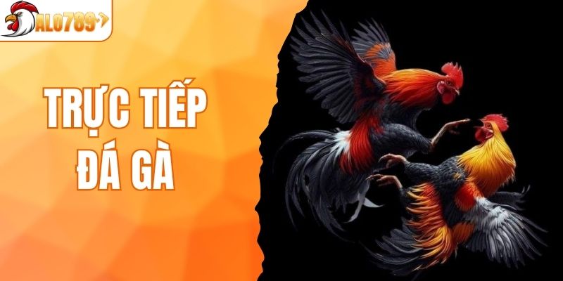trực tiếp đá gà