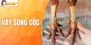 Vảy song cúc